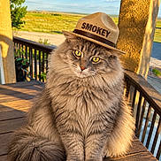 Smokey Smith is registered to the contest to win money with this photo: cat, longhaired_cat, fluffy, tabby, pet, animal, cowboy_hat, hat, portrait, sitting, yellow_eyes, whiskers, fur, wooden_deck, porch, rural, countryside, landscape, sunlight, outdoor