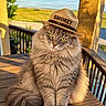 cat, longhaired_cat, fluffy, tabby, pet, animal, cowboy_hat, hat, portrait, sitting, yellow_eyes, whiskers, fur, wooden_deck, porch, rural, countryside, landscape, sunlight, outdoor