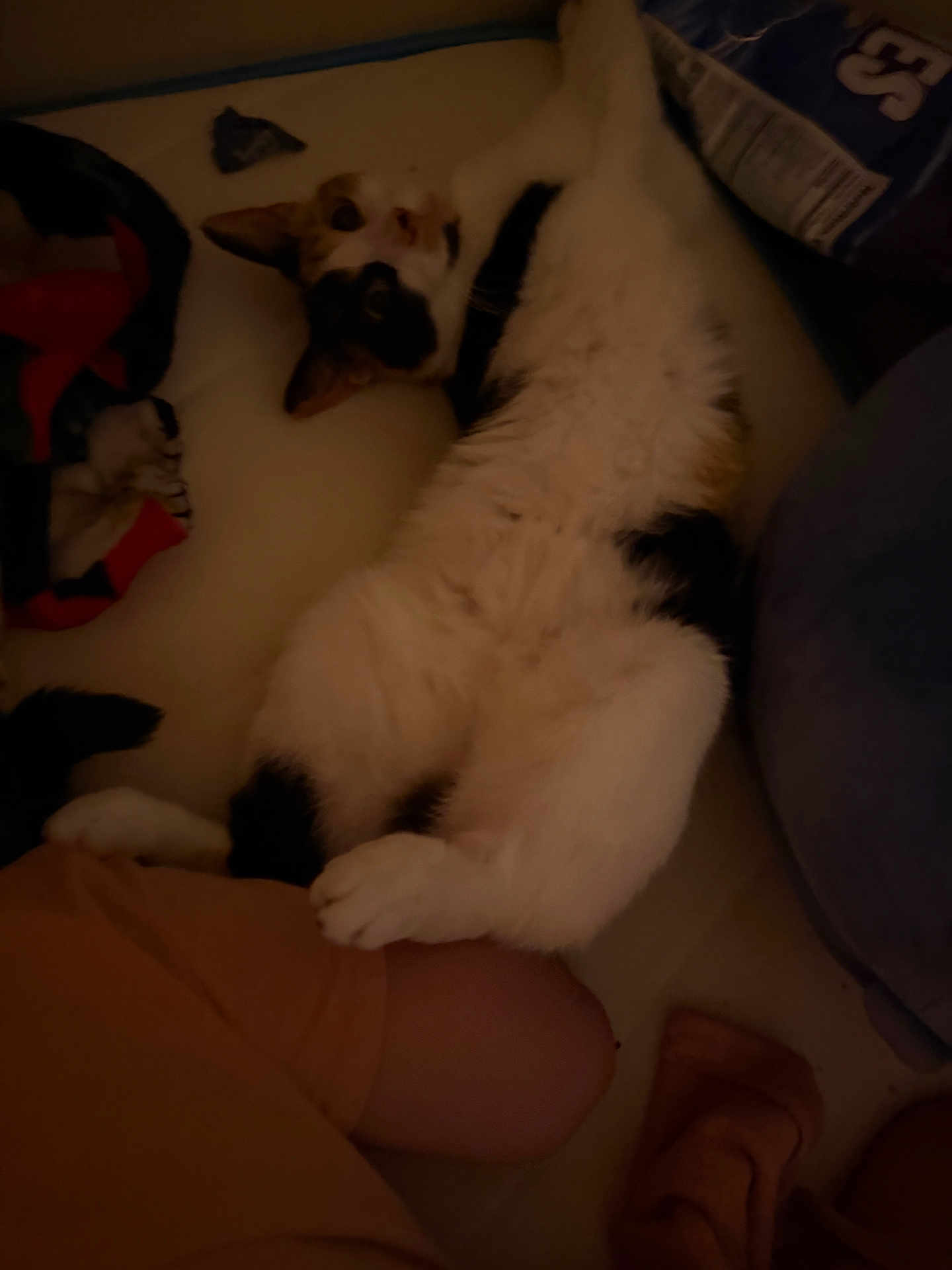 Munchkin