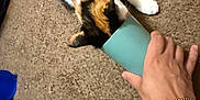 Munchkin joined the competition — help win amazing prizes! calico_cat, cat, carpet, hand, cup, curious, indoor, pet, animal, feline, exploring, person, bracelet, brown_carpet, white_paw, orange_black_white_fur, floor, close_up, domestic_cat, household