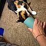 calico_cat, cat, carpet, hand, cup, curious, indoor, pet, animal, feline, exploring, person, bracelet, brown_carpet, white_paw, orange_black_white_fur, floor, close_up, domestic_cat, household