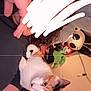 cat, calico_cat, person, hand, plush_toys, lamp, indoor, curly_hair, black_clothing, white_scribble, phone_camera_interface, photo_mode, calico, green_eyes, stuffed_animals, decor, cozy, curious, pet, camera_screen