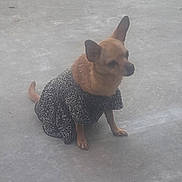 Buttercup joined the competition — help win amazing prizes! animal, brown_dog, calm, canine, clothing, concrete_floor, cute, dog, domestic_animal, dress, ears_up, leopard_print, outdoor, pet, quiet, short_hair, side_view, sitting, small_dog, waiting