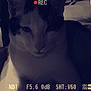 Bibou a rejoint le concours — aidez-le/la à gagner de superbes lots ! adaptation, advertising, brand, carnivore, cat, darkness, electric_blue, flash_photography, font, graphic_design, graphics, logo, organism, photo_caption, screenshot, sleeve, t_shirt, whiskers