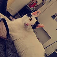 Bibou participe au concours pour gagner de l'argent avec cette photo : animal, black_spots, blanket, cat, cat_tree, close_up, cozy, curious, decor, ears, feline, furniture, home, indoor, looking, pet, relaxed, wall_photos, whiskers, white_cat