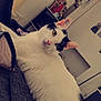 animal, black_spots, blanket, cat, cat_tree, close_up, cozy, curious, decor, ears, feline, furniture, home, indoor, looking, pet, relaxed, wall_photos, whiskers, white_cat