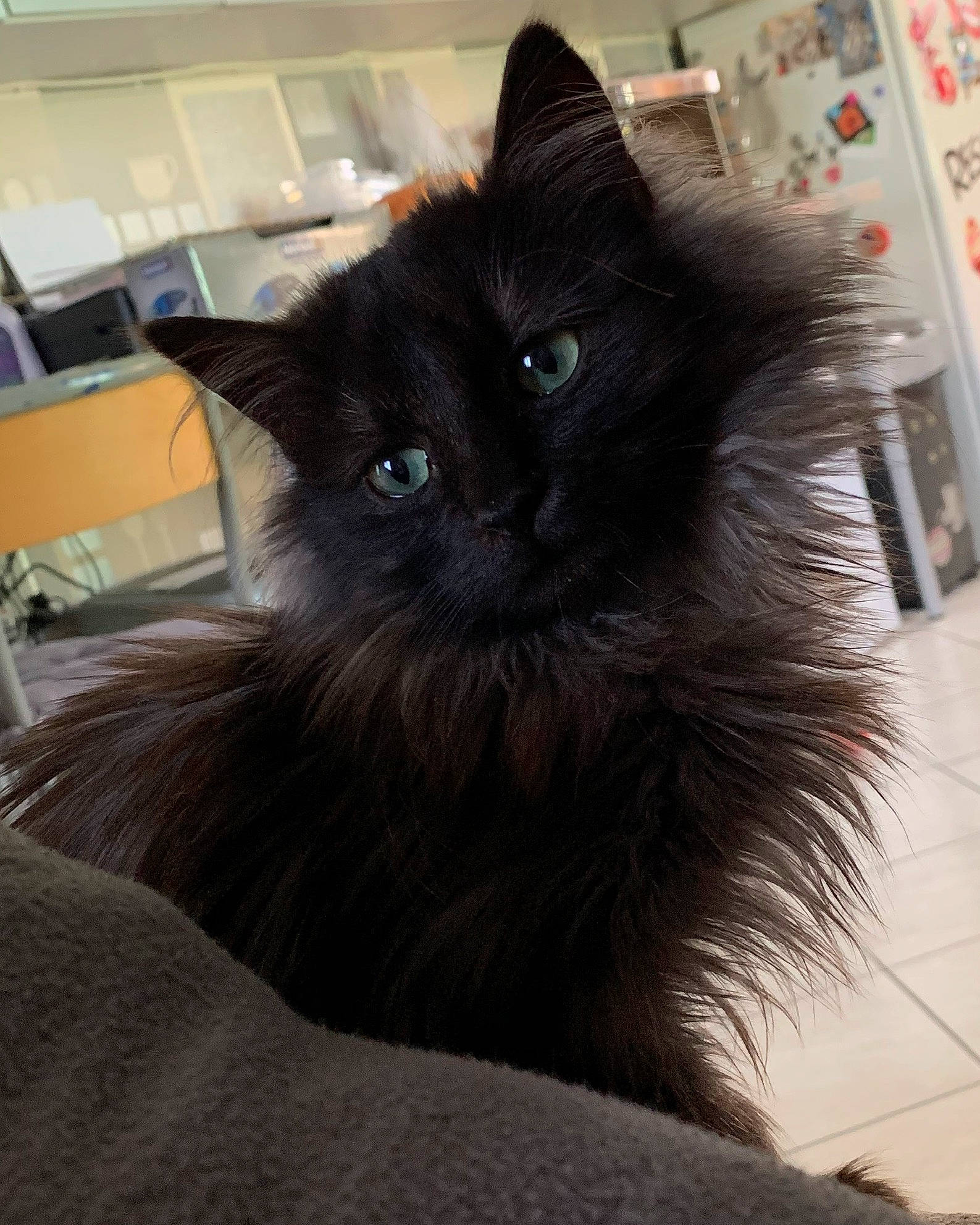 Gispy a rejoint le concours — aidez-le/la à gagner de superbes lots ! asian_semi_longhair, black_cat, british_semi_longhair, carnivore, cat, domestic_long_haired_cat, eye, fawn, felidae, fur, kitten, mammal, nebelung, norwegian_forest_cat, persian, ragdoll, small_to_medium_sized_cats, turkish_angora, vertebrate, whiskers