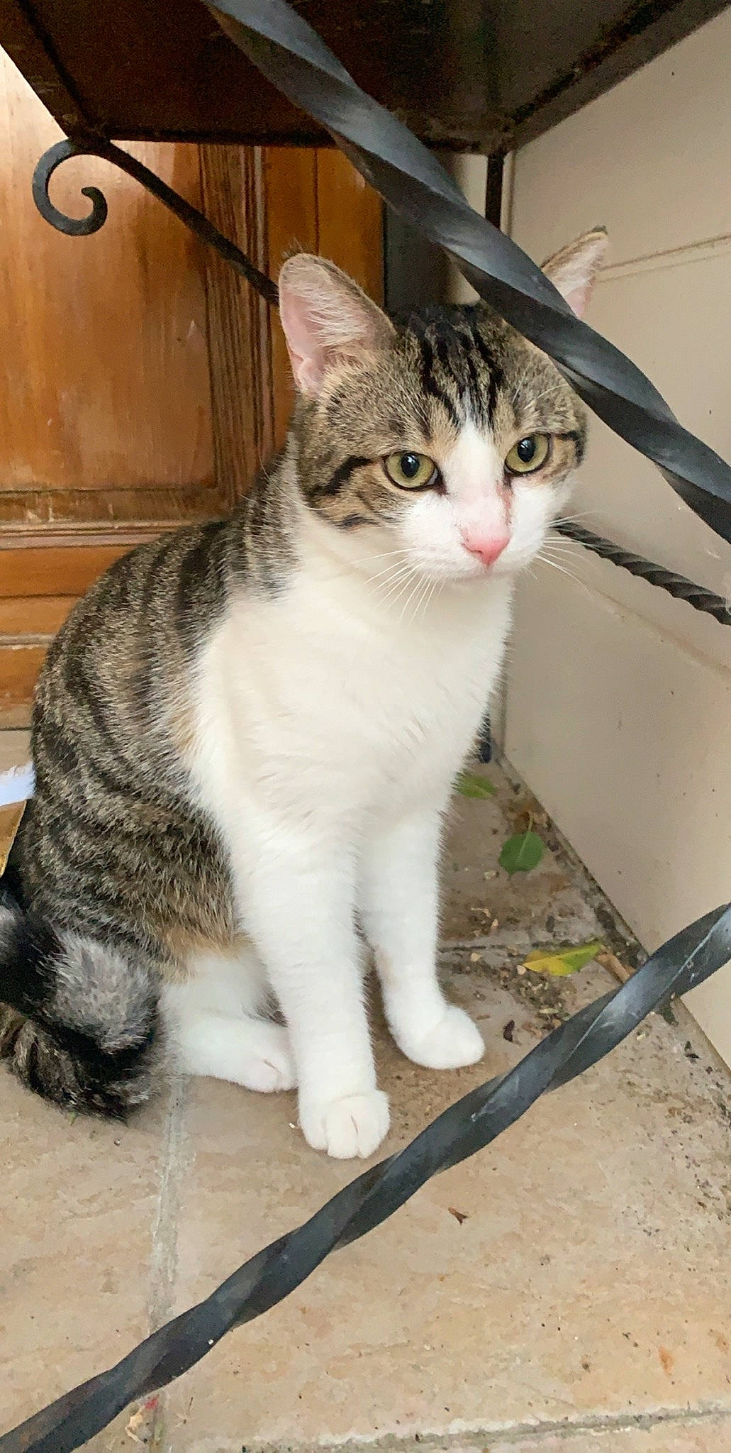 Glue a rejoint le concours — aidez-le/la à gagner de superbes lots ! aegean_cat, american_shorthair, american_wirehair, arabian_mau, asian, carnivore, cat, domestic_short_haired_cat, dragon_li, european_shorthair, felidae, mammal, polydactyl_cat, small_to_medium_sized_cats, tabby_cat, whiskers