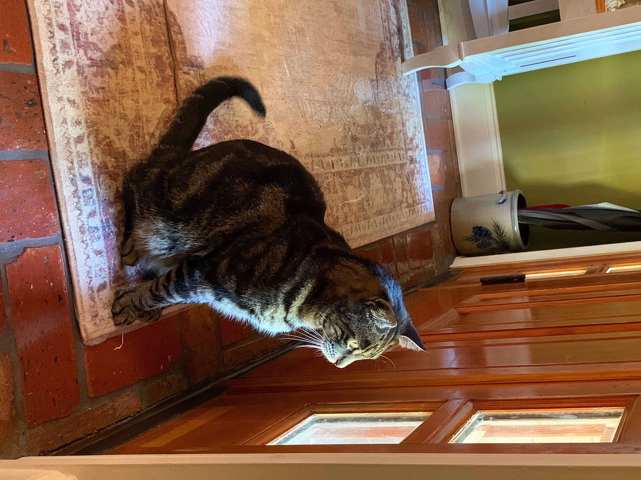 Marlow Brandow is registered to the contest to win money with this photo: carnivore, cat, domestic_short_haired_cat, felidae, flooring, fur, hardwood, room, small_to_medium_sized_cats, tail, terrestrial_animal, whiskers, window, wood, wood_stain