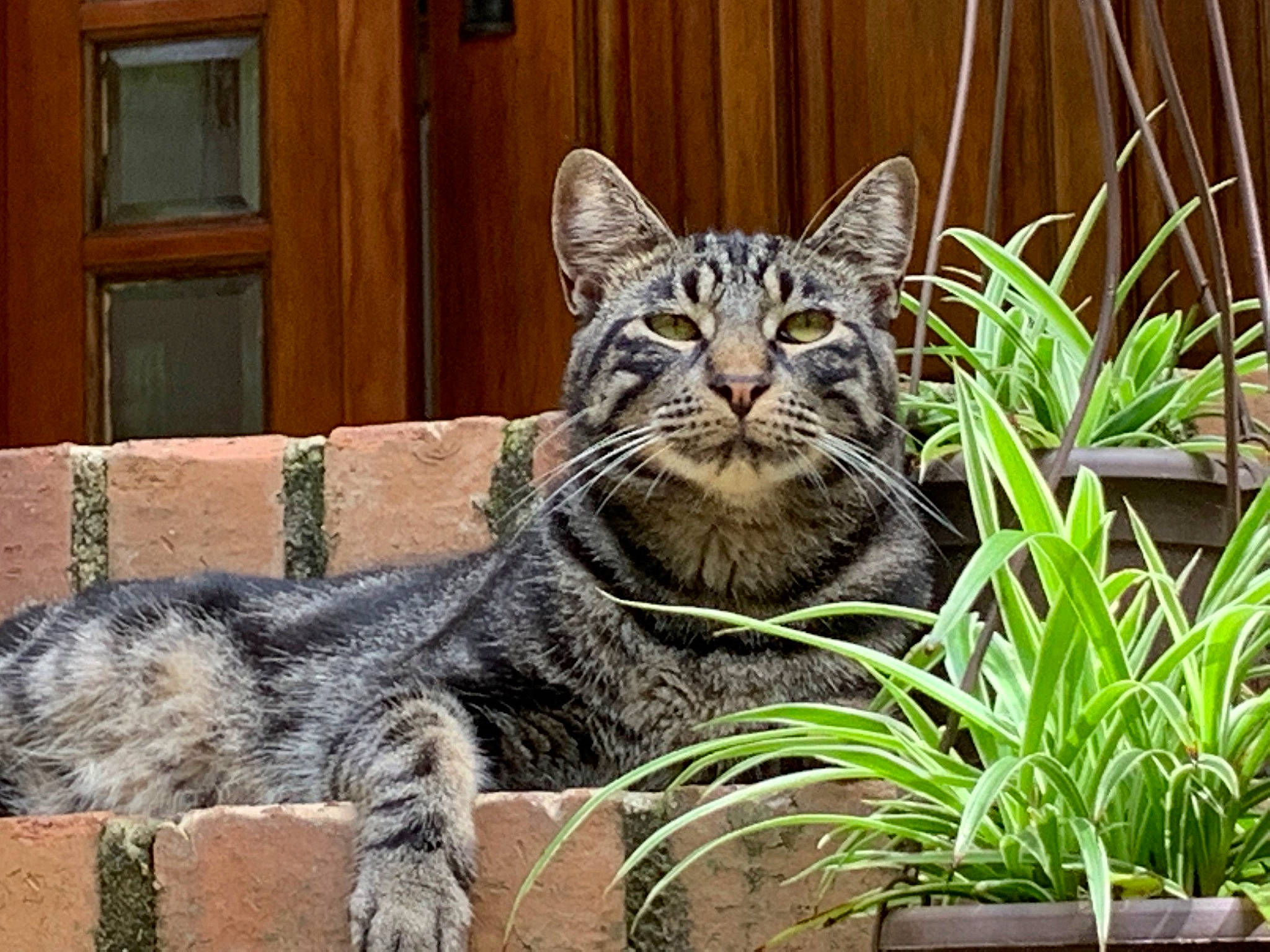 Marlow Brandow joined the competition — help win amazing prizes! carnivore, cat, domestic_short_haired_cat, door, felidae, fur, grass, groundcover, houseplant, lynx, plant, sitting, small_to_medium_sized_cats, snout, tail, terrestrial_animal, whiskers, wildlife, window, wood