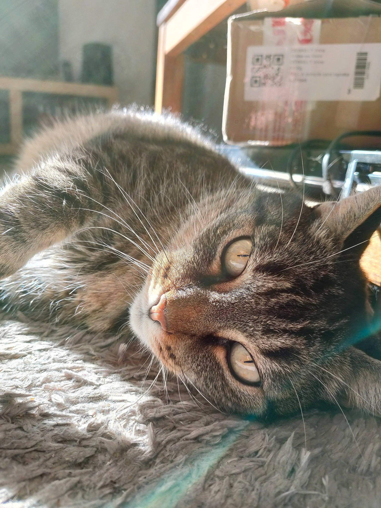 Kimy a rejoint le concours — aidez-le/la à gagner de superbes lots ! carnivore, cat, comfort, domestic_short_haired_cat, ear, felidae, fur, paw, small_to_medium_sized_cats, snout, terrestrial_animal, whiskers