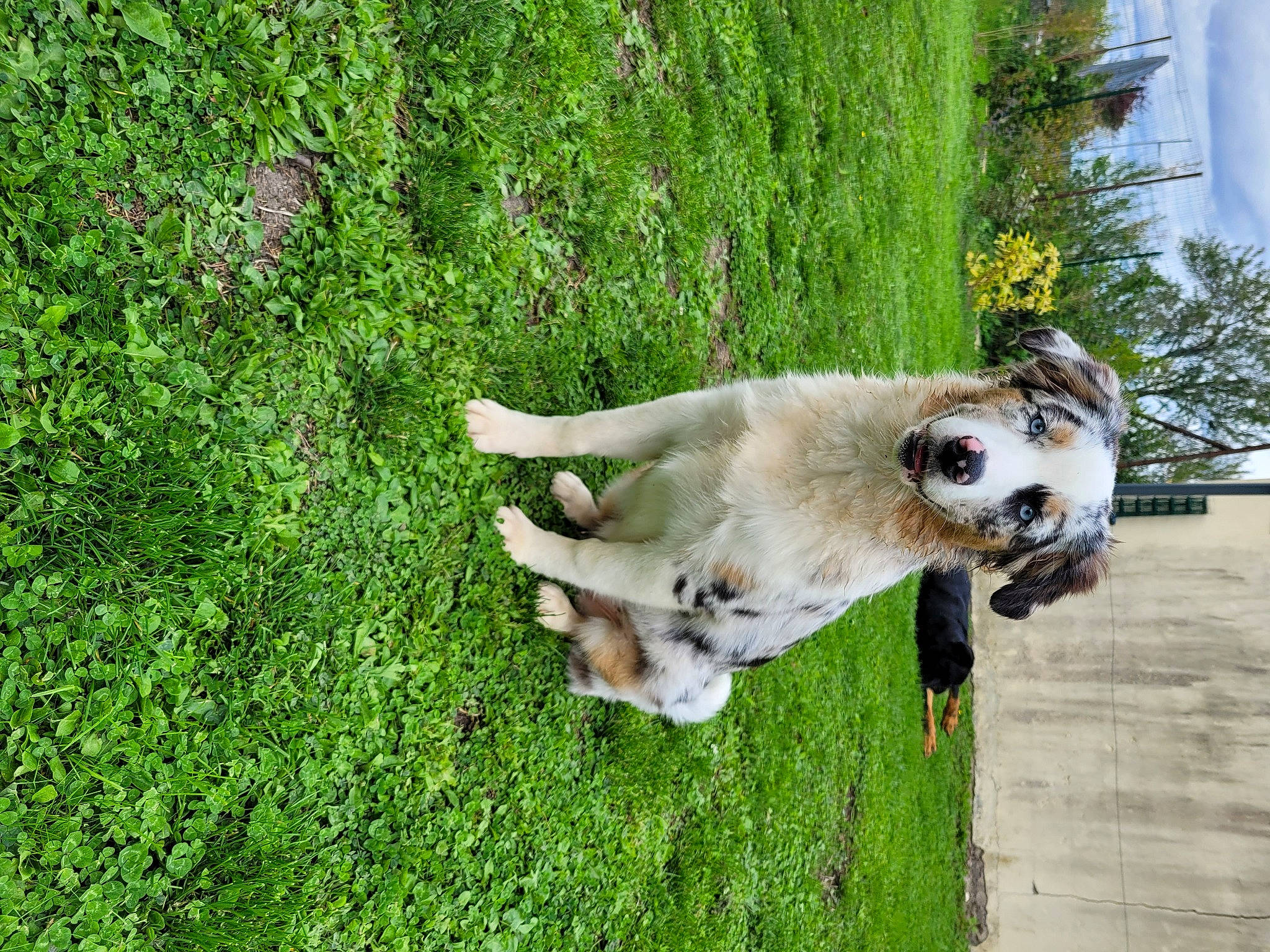 Harley a rejoint le concours — aidez-le/la à gagner de superbes lots ! canidae, carnivore, collar, companion_dog, dog, dog_breed, dog_collar, fawn, german_shepherd_dog, grass, groundcover, lawn, plant, retriever, snout, sporting_group, tail, tree, wing, working_animal