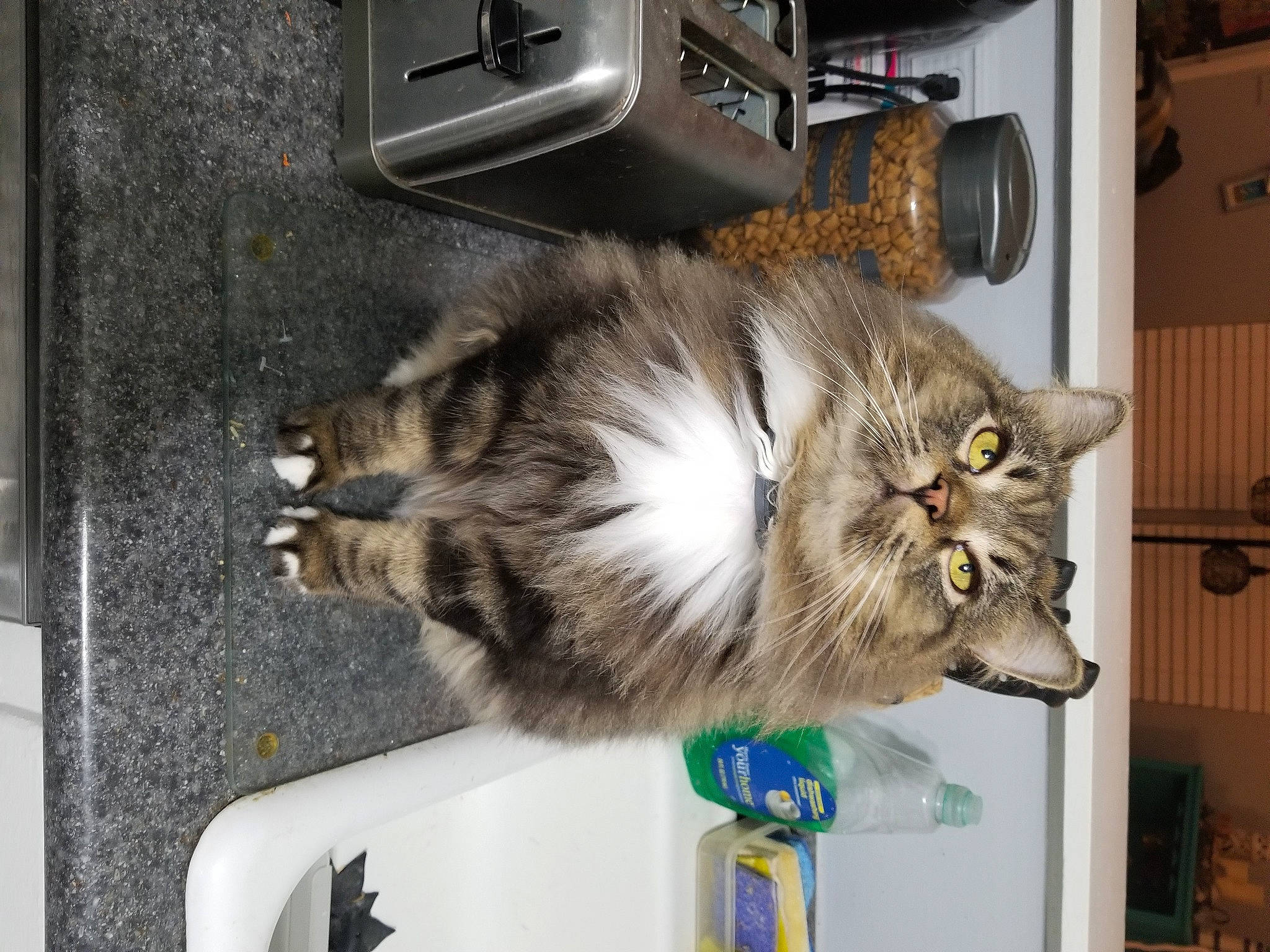 Hattie joined the competition — help win amazing prizes! carnivore, cat, coffeemaker, domestic_short_haired_cat, felidae, fur, gas, home_appliance, kitchen_appliance, machine, major_appliance, paw, room, small_to_medium_sized_cats, tail, vehicle, whiskers