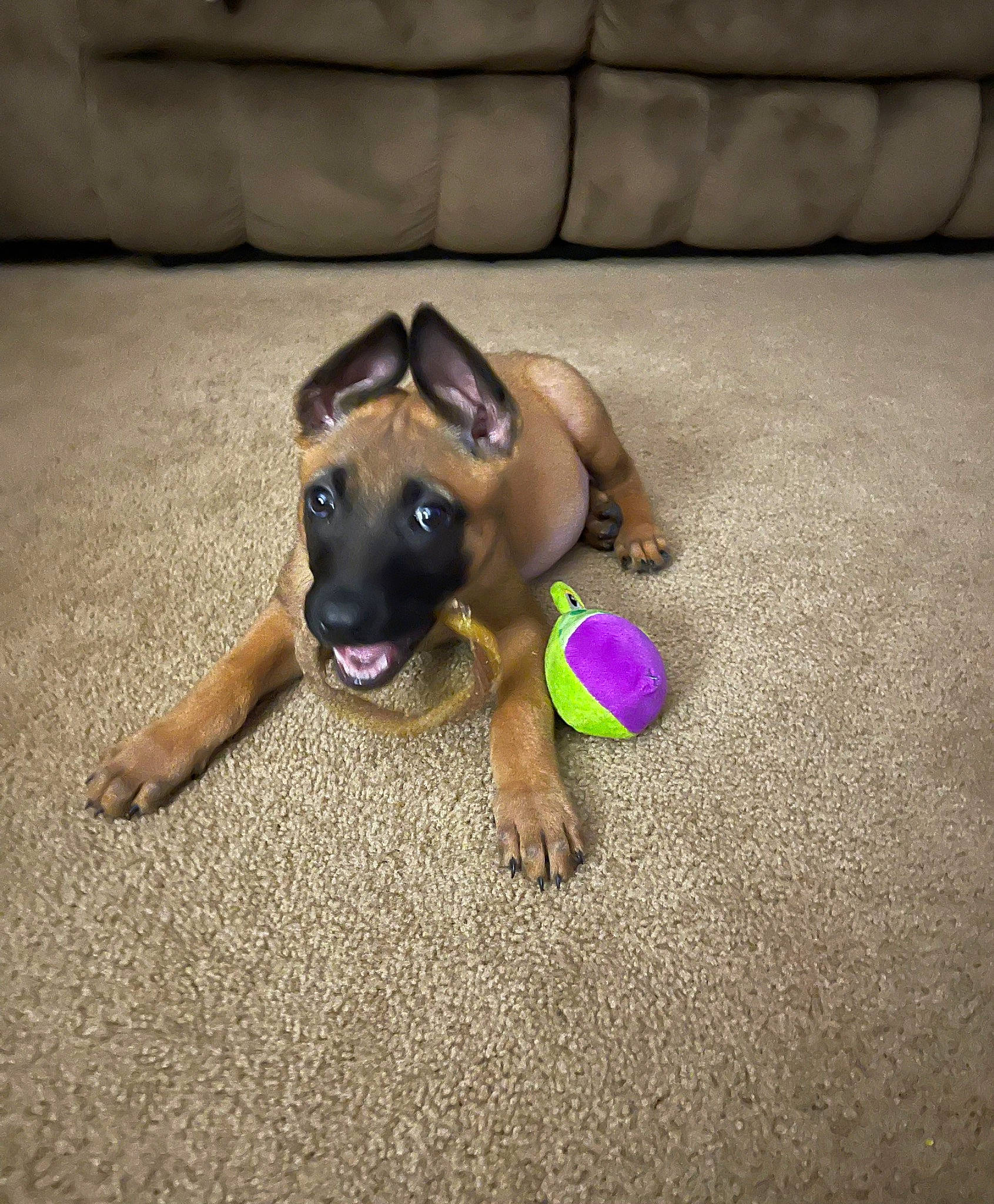 Nala is registered to the contest to win money with this photo: canidae, carnivore, comfort, companion_dog, couch, dog, dog_breed, fawn, floor, flooring, foot, hardwood, human_leg, mammal, paw, road_surface, snout, sporting_group, wood, working_animal