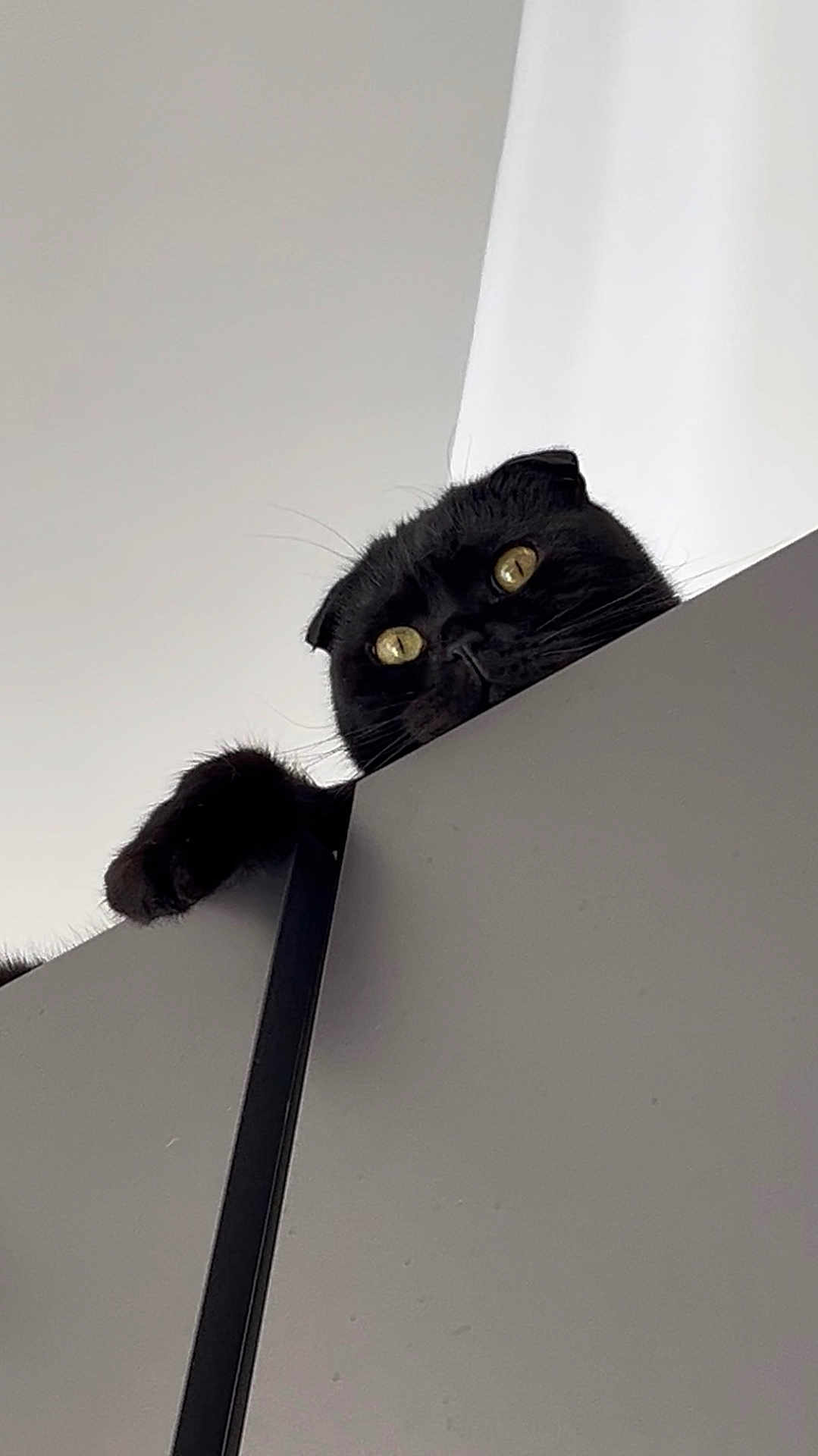 Henry is registered to the contest to win money with this photo: black_cat, cat, pet, animal, yellow_eyes, paw, peeking, curious, indoor, minimalist, sleek_fur, ledgeline, closeup, portrait, feline, whiskers, ears, playful, gaze, domestic_cat