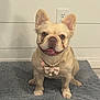 dog, french_bulldog, pet, cream_coat, pearl_necklace, bow, sitting, portrait, indoor, rug, wall, electrical_outlet, short_muzzle, wrinkles, big_ears, tongue_out, accessory, cute, home_interior, floor_mat