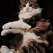 Alba participe au concours pour gagner de l'argent avec cette photo : cat, fluffy, wide_eyes, pet, animal, feline, white_paws, tabby, fur, closeup, portrait, sitting, cute, indoor, whiskers, pink_nose, relaxed, soft, alert, domestic