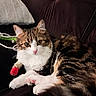 Alba a rejoint le concours — aidez-le/la à gagner de superbes lots ! cat, tabby_cat, white_fur, fluffy, pet, indoor, couch, pillow, toy, relaxed, curious, close_up, whiskers, pink_nose, feline, animal, soft, domestic_cat, resting, cute