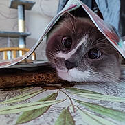 Simba participe au concours pour gagner de l'argent avec cette photo : cat, curious, table, magazine, whiskers, face, eyes, indoor, furniture, leaf_pattern, closeup, pet, domestic_animal, playful, wooden_chair, bottle, background, soft_light, household, resting