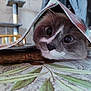 cat, curious, table, magazine, whiskers, face, eyes, indoor, furniture, leaf_pattern, closeup, pet, domestic_animal, playful, wooden_chair, bottle, background, soft_light, household, resting