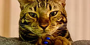 Beerus joined the competition — help win amazing prizes! animal, blue_nail_polish, cat, claws, close_up, cute, domestic_cat, ears, eyes, feline, focused, fur, gray_surface, indoor, paws, pet, portrait, soft_texture, tabby_cat, whiskers