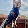 Beerus is registered to the contest to win money with this photo: animal, bengal_cat, cat, close_up, cloudy_sky, daylight, ears, eyes, fence, fur, harness, leash, nature, outdoor, pet, portrait, sky, standing, tree_stump, whiskers