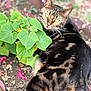 Beerus is registered to the contest to win money with this photo: cat, tabby, animal, pet, plant, green_leaves, yellow_flowers, outdoor, nature, fur, relaxed, closeup, garden, sunlight, soil, pink_petals, ground, whiskers, ears, eyes