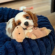 Irène participe au concours pour gagner de l'argent avec cette photo : puppy, dog, toy, stuffed_animal, bed, plush, soft, cute, pet, animal, brown, white, fur, indoors, cozy, resting, snuggling, closeup, floor, adorable