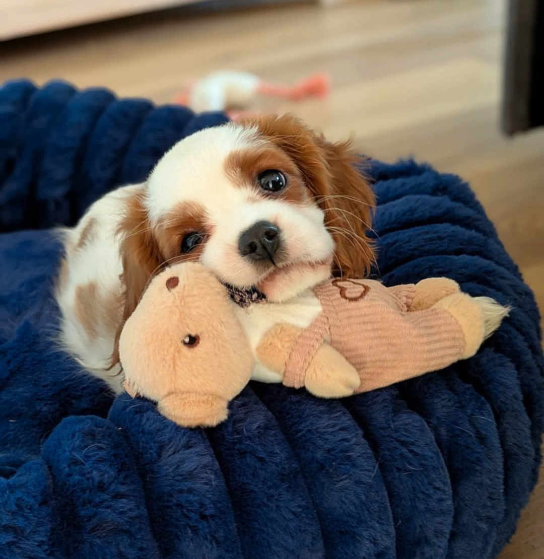 Irène participe au concours pour gagner de l'argent avec cette photo : puppy, dog, toy, stuffed_animal, bed, plush, soft, cute, pet, animal, brown, white, fur, indoors, cozy, resting, snuggling, closeup, floor, adorable