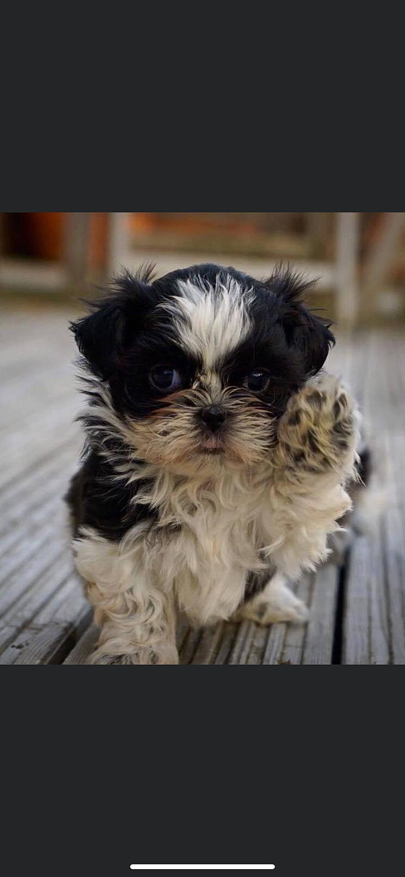 Lacie is registered to the contest to win money with this photo: canidae, carnivore, companion_dog, dog, dog_breed, fur, head, liver, mammal, shih_poo, shih_tzu, small_terrier, snout, sporting_group, terrestrial_animal, terrier, toy_dog, vertebrate, working_animal, yorkipoo