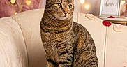 Tigrou a rejoint le concours — aidez-le/la à gagner de superbes lots ! cat, tabby_cat, couch, rose_petals, heart_lights, framed_picture, love, indoor, pet, furniture, decor, cozy, romantic, sitting, striped, fur, portrait, cute, animal, relaxed