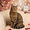 cat, tabby_cat, couch, rose_petals, heart_lights, framed_picture, love, indoor, pet, furniture, decor, cozy, romantic, sitting, striped, fur, portrait, cute, animal, relaxed