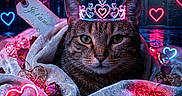 Tigrou participe au concours pour gagner de l'argent avec cette photo : animal, blanket, cat, closeup, cozy, cute, decor, glowing, hearts, love, neon_lights, night, pink, portrait, rain, romantic, street, tabby_cat, tag, tiara