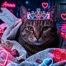 Tigrou participe au concours pour gagner de l'argent avec cette photo : cat, tabby_cat, tiara, blanket, neon_lights, hearts, rain, street, night, romantic, tag, love, glowing, portrait, closeup, animal, cute, decor, cozy, pink