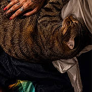 Tigrou participe au concours pour gagner de l'argent avec cette photo : animal, cat, close_up, cozy, domestic_animal, fingernails, fur, hand, intimate, lap, nail_polish, person, pet, resting, skin, sleeping, striped_fur, tabby_cat, tattoo, texture
