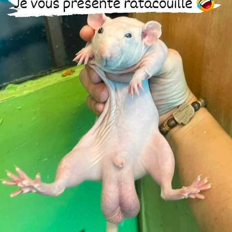Ratacouille