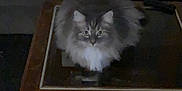 Louise joined the competition — help win amazing prizes! cat, fluffy, table, coffee_table, wooden, glass_top, indoor, pet, furniture, couch, pillow, dim_lighting, room, looking, animal, domestic_animal, feline, household, curious, sitting