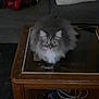 cat, fluffy, table, coffee_table, wooden, glass_top, indoor, pet, furniture, couch, pillow, dim_lighting, room, looking, animal, domestic_animal, feline, household, curious, sitting