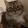 Louise is registered to the contest to win money with this photo: cat, gray_cat, white_fur, fluffy, pet, indoor, curious, wide_eyes, close_up, feline, whiskers, nose, ears, carpet, wall, household, domestic_animal, fur, portrait, looking