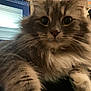 Louise joined the competition — help win amazing prizes! cat, fluffy, close_up, gray, white, pet, indoor, feline, whiskers, curious, paw, computer_screen, blurred_background, domestic, animal, cute, soft_fur, portrait, household, eyes