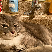 Louise joined the competition — help win amazing prizes! cat, gray_cat, white_fur, fluffy, sink, bathroom, faucet, countertop, soap_bottle, lotion_bottle, relaxed, indoor, pet, closeup, whiskers, ears, fur, domestic_cat, laying_down, household