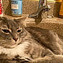 cat, gray_cat, white_fur, fluffy, sink, bathroom, faucet, countertop, soap_bottle, lotion_bottle, relaxed, indoor, pet, closeup, whiskers, ears, fur, domestic_cat, laying_down, household