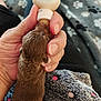 Nixs is registered to the contest to win money with this photo: animal, blanket, bottle_feeding, care, closeup, comfort, cozy, cute, feeding, fur, hand, human, indoor, newborn, nurturing, paw_prints, pet, puppy, small, young