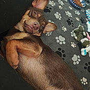 Nixs is registered to the contest to win money with this photo: animal, brown_fur, canine, cozy, cute, dog, dog_food, ears_up, fur, household, indoor, lying_down, paw_print_blanket, pet, relaxed, resting, sleepy, small_dog, snout, toy