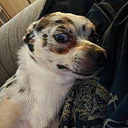 Puck joined the competition — help win amazing prizes! dog, small_dog, spotted_coat, close_up, indoor, blanket, patterned_cloth, wide_eyes, surprised_expression, pet, animal, fur, lying_down, cozy, domestic, cute, companion, resting, muzzle, ears