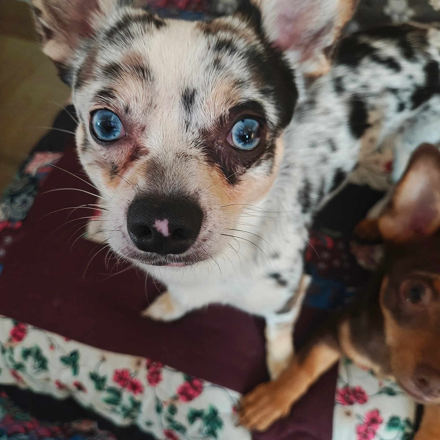 Puck joined the competition — help win amazing prizes! animal, blue_eyes, brown_dog, close_up, companion, curious, cute, dog, ears_up, floral_pattern, fur, household, indoor, looking_at_camera, paw, pet, quilt, resting, snout, speckled_coat