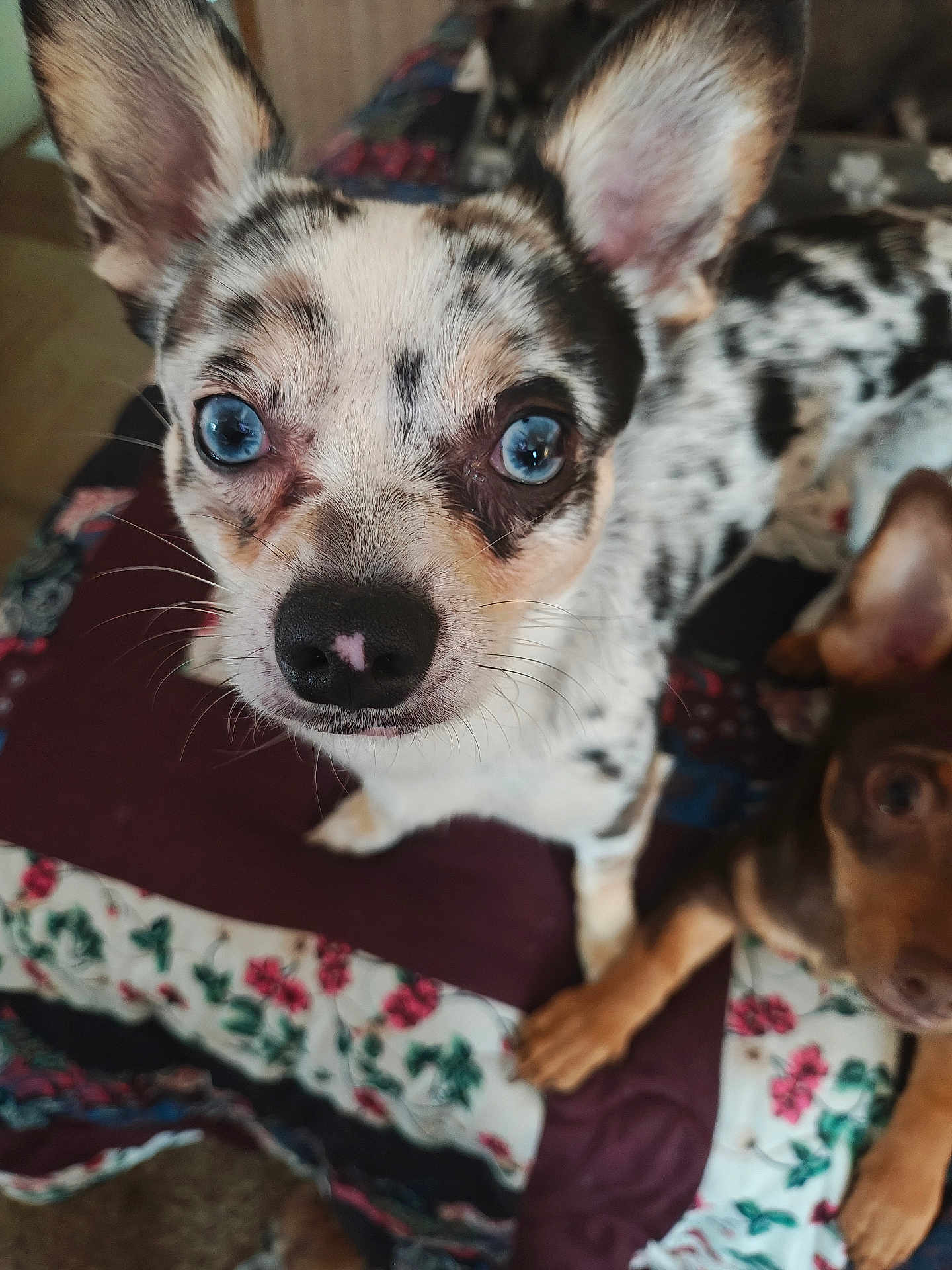 Puck joined the competition — help win amazing prizes! dog, blue_eyes, close_up, speckled_coat, brown_dog, quilt, floral_pattern, pet, animal, indoor, curious, ears_up, snout, paw, companion, cute, fur, looking_at_camera, household, resting