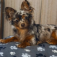 Mz Stevie joined the competition — help win amazing prizes! dog, merle_coat, pet, animal, canine, fur, ears, blanket, paw_print, indoor, cute, lying_down, alert, portrait, companion, friendly, domestic_animal, curious, soft_texture, brown