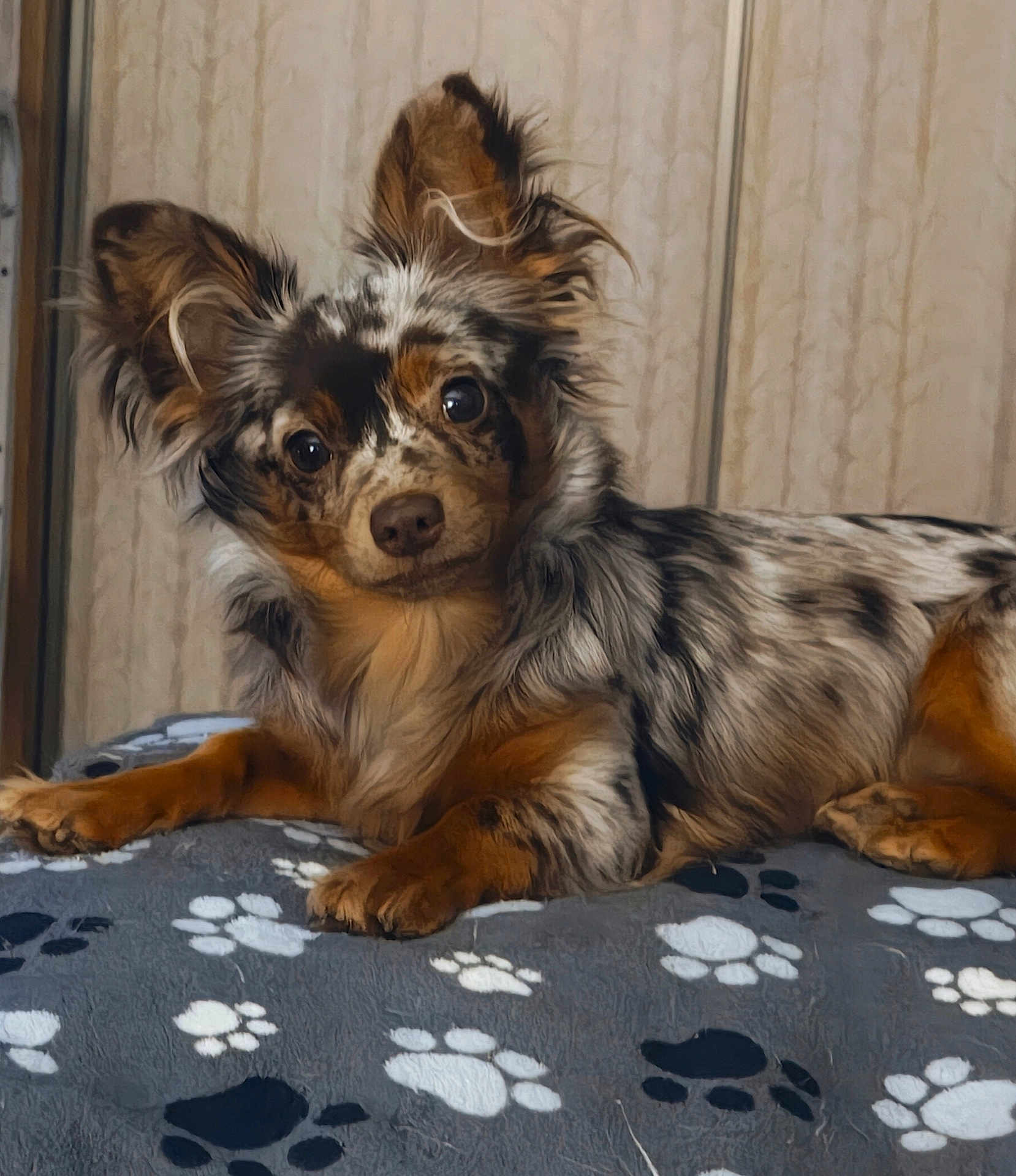 Mz Stevie joined the competition — help win amazing prizes! dog, merle_coat, pet, animal, canine, fur, ears, blanket, paw_print, indoor, cute, lying_down, alert, portrait, companion, friendly, domestic_animal, curious, soft_texture, brown