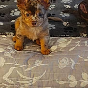 Mz Stevie joined the competition — help win amazing prizes! animal, bed, blanket, companion, cozy, cute, dog, domestic, ears, floral_pattern, front_paws, fur, indoor, looking, paw_print, pet, puppy, resting, small, young